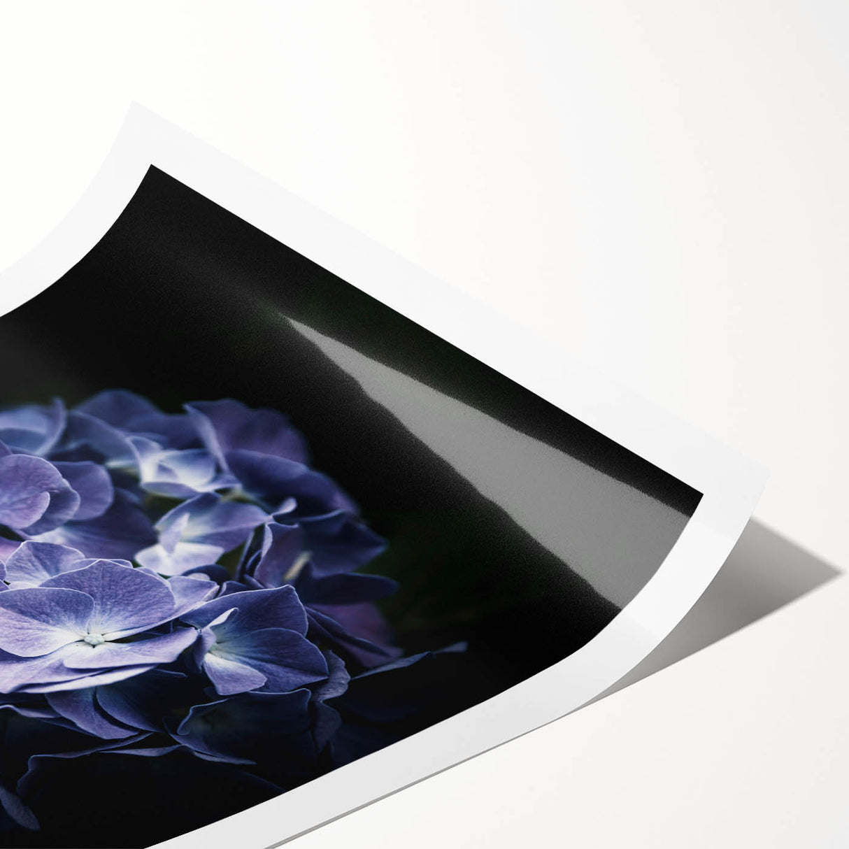 Hydrangea botanical wall art print showcasing vibrant blue and purple flowers on a textured background, perfect for home decor or gallery display. Ideal for nature lovers.