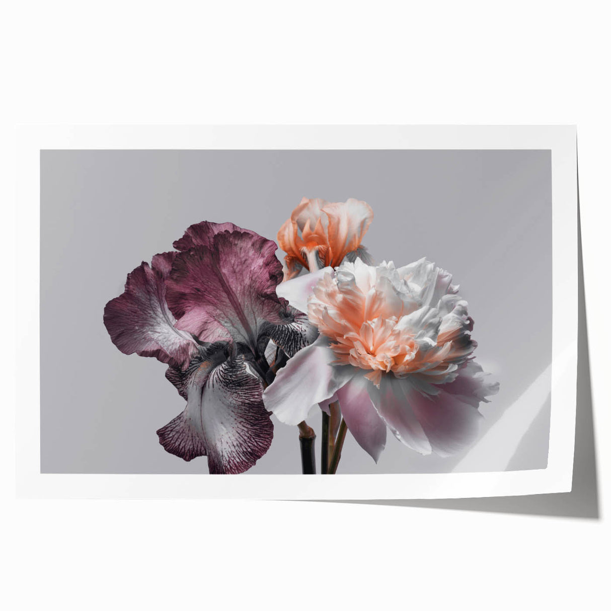 Botanical wall art print featuring a vibrant iris design in shades of blue and purple, ideal for floral decor enthusiasts, rolled for easy display and shipping.