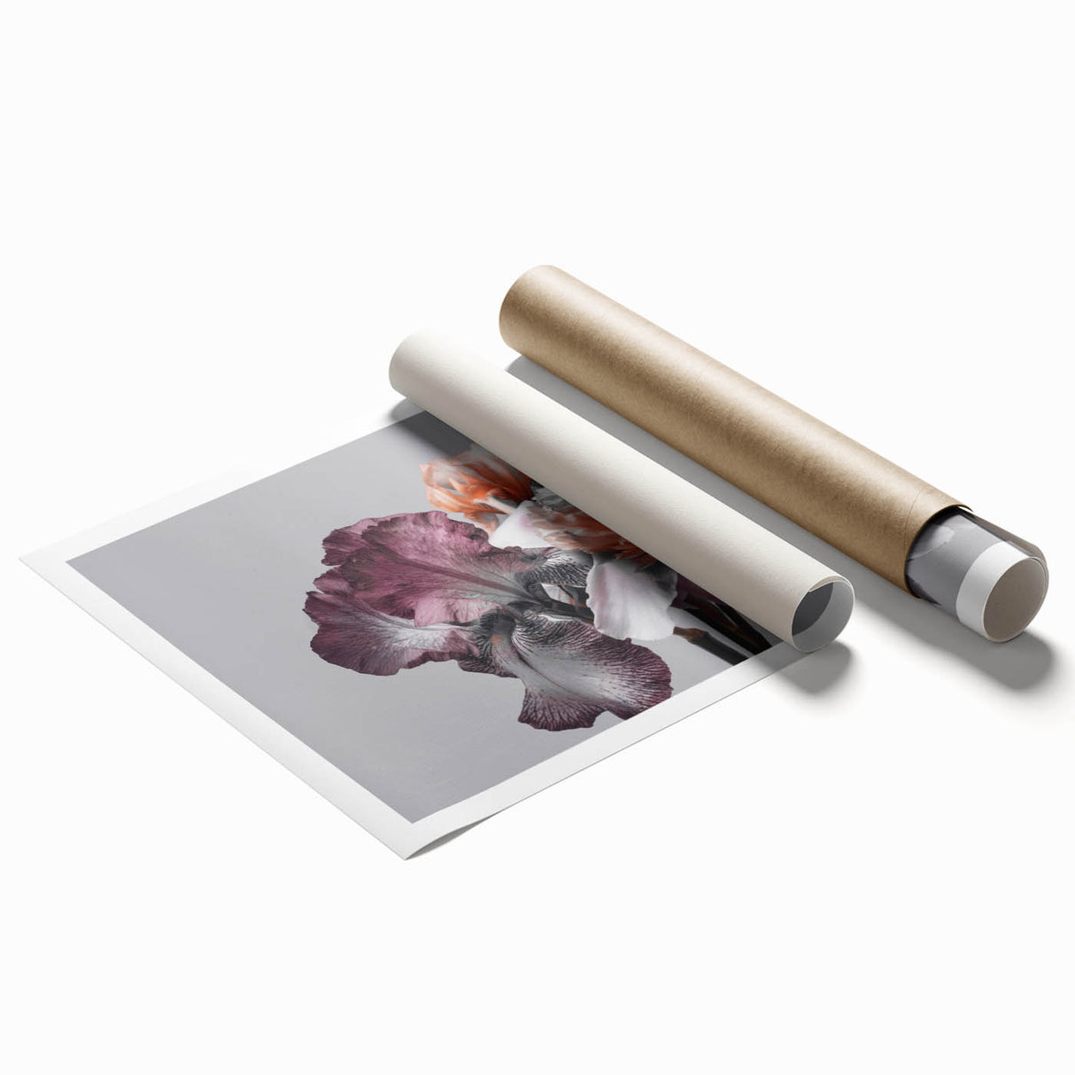Botanical wall art print featuring an elegant iris design in vibrant colors, rolled and packaged securely in a cardboard tube for easy display and protection.