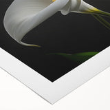 Botanical wall art featuring a vibrant iris design on rolled canvas, showcasing intricate floral details with rich colors, perfect for home decor accents.