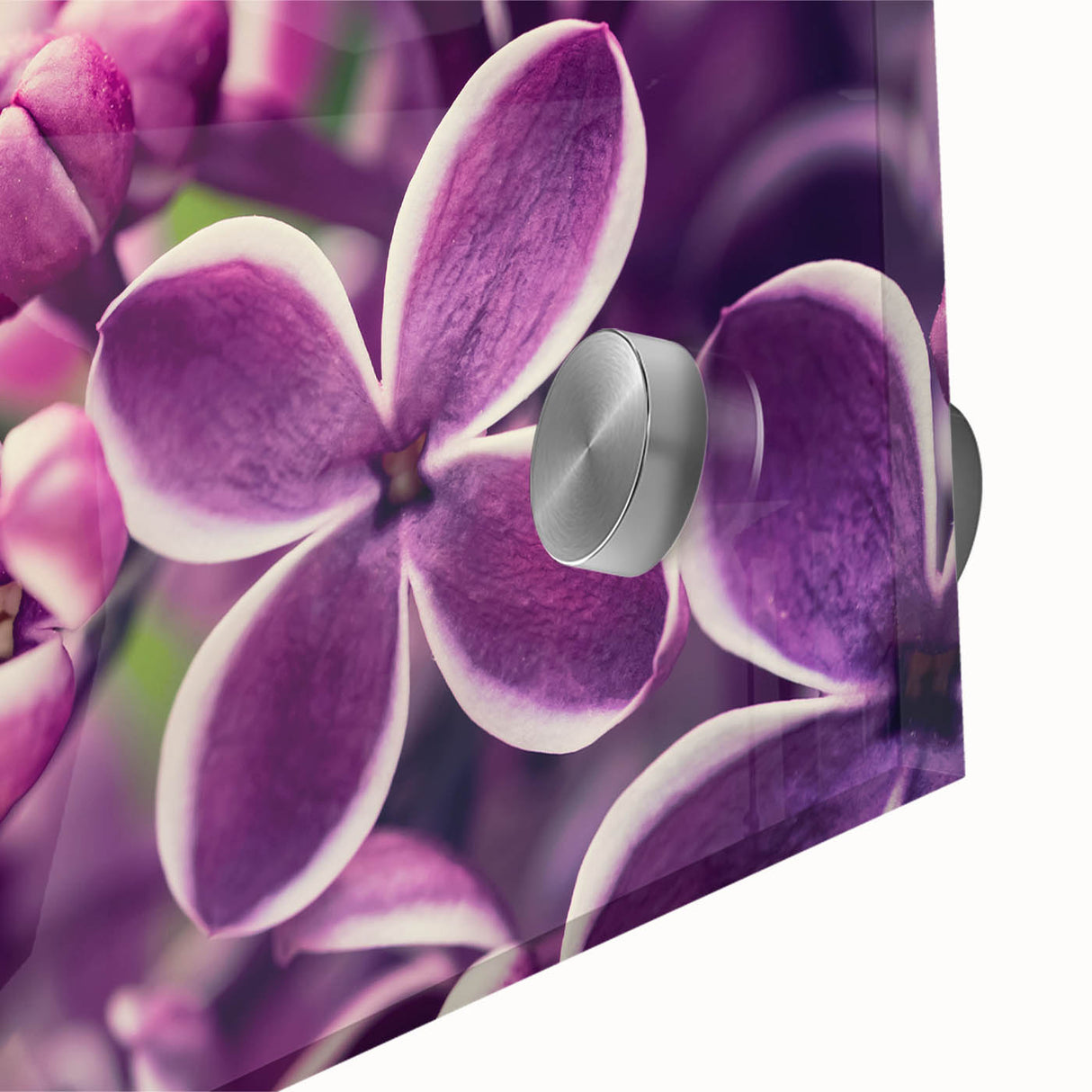 Close-up of a botanical lavender wall art design on acrylic glass, showcasing vibrant purple flowers and intricate details, ideal for home decor and floral enthusiasts.