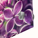 Close-up of a botanical lavender wall art design on acrylic glass, showcasing vibrant purple flowers and intricate details, ideal for home decor and floral enthusiasts.