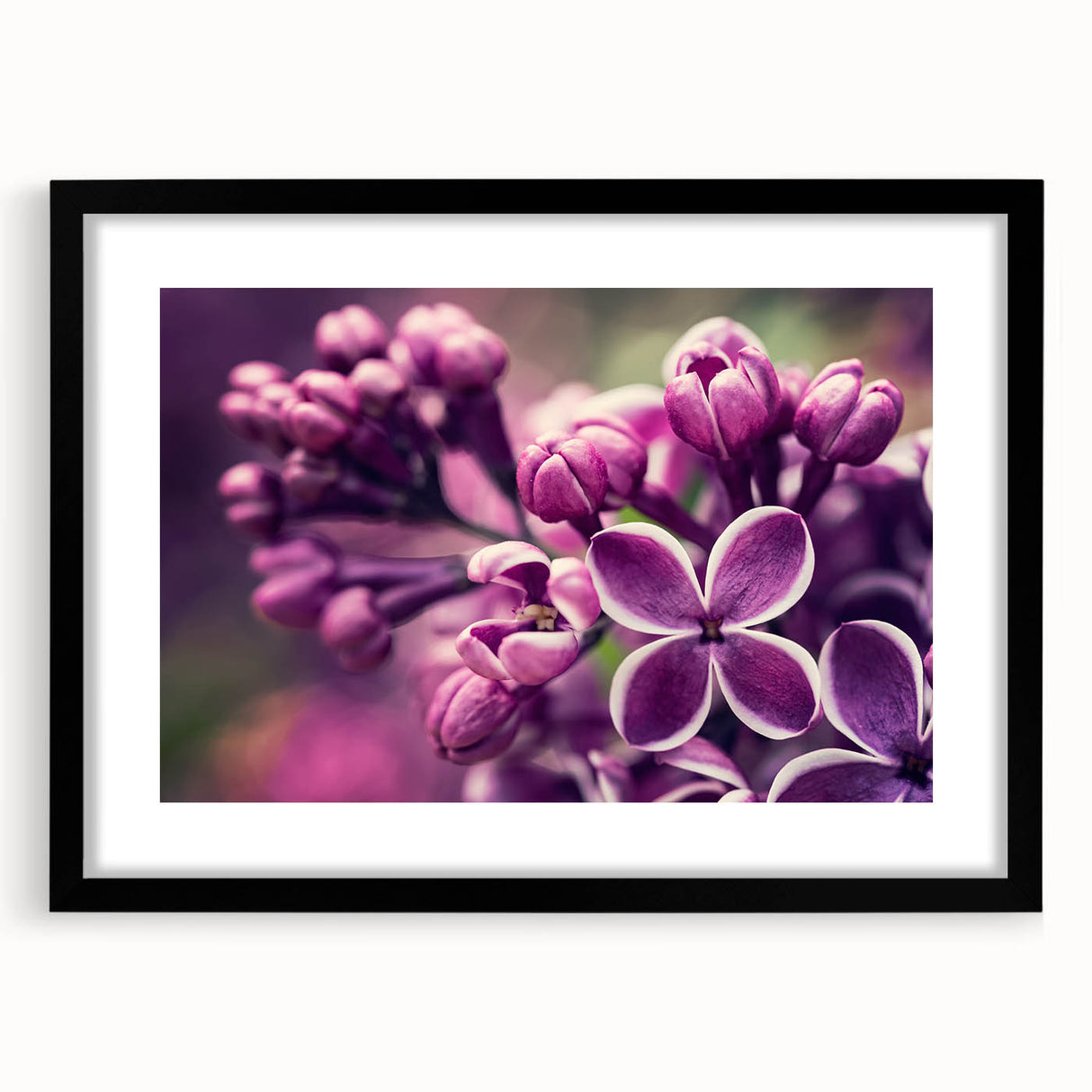 Botanical wall art featuring a lavender design in a sleek black frame, complete with a mat, showcasing intricate floral details and modern aesthetics for home decor.