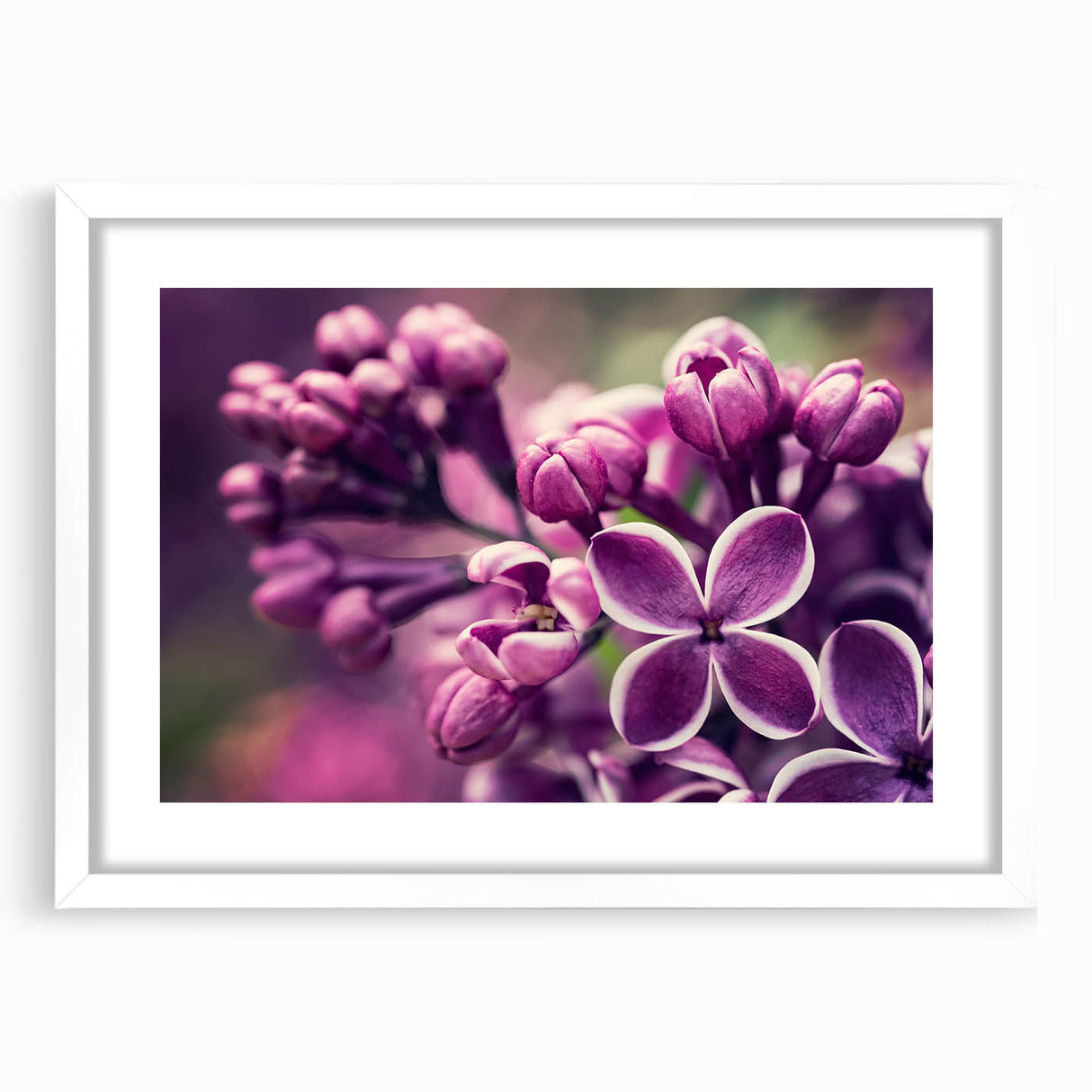 Botanical wall art featuring a lavender design in a sleek white frame with a mat, perfect for home decor or gifting, enhancing any space with elegance.