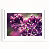 Botanical wall art featuring a lavender design in a sleek white frame with a mat, perfect for home decor or gifting, enhancing any space with elegance.