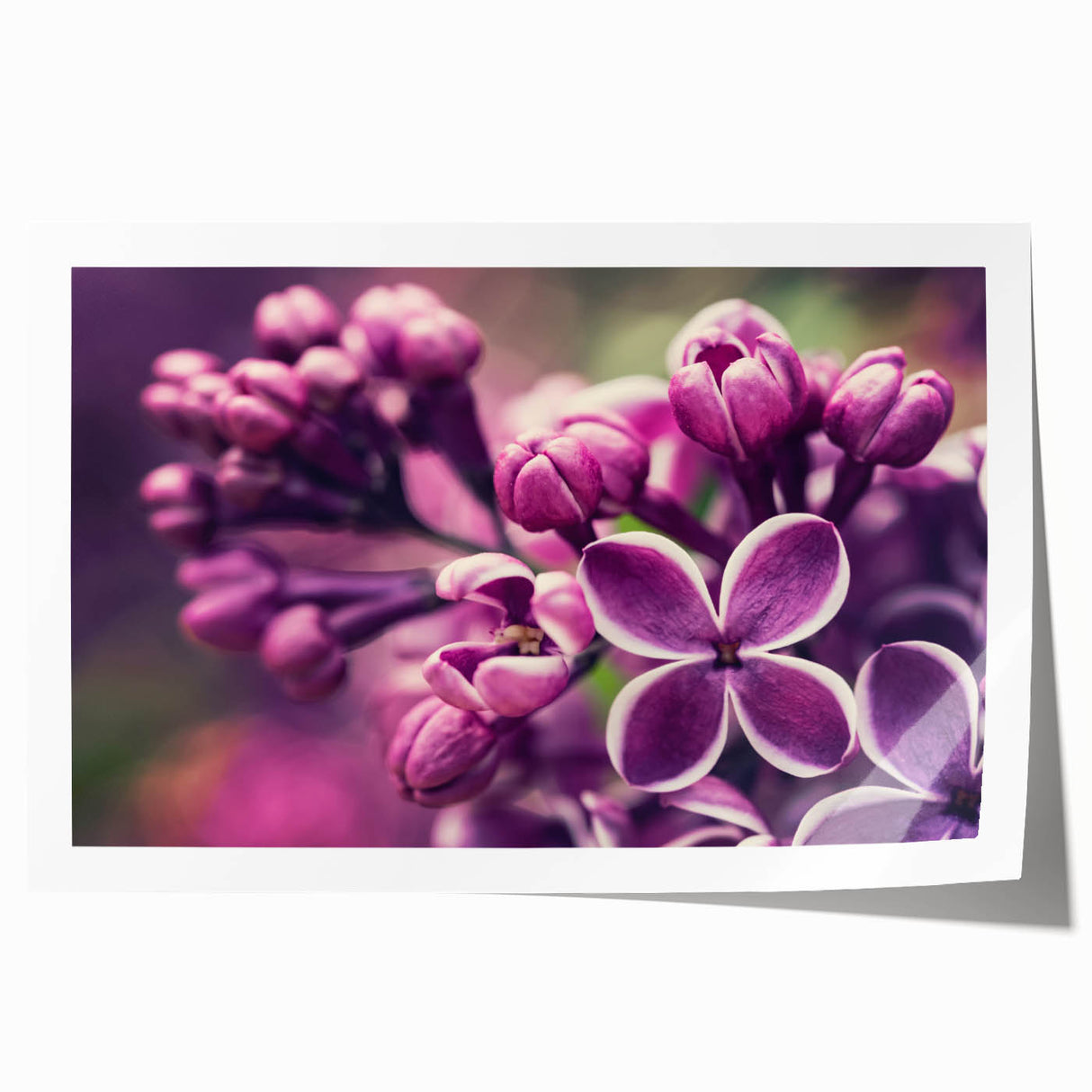 Lavender botanical wall art print showcasing delicate purple flowers on a white background, rolled and ready for framing, perfect for home decor.