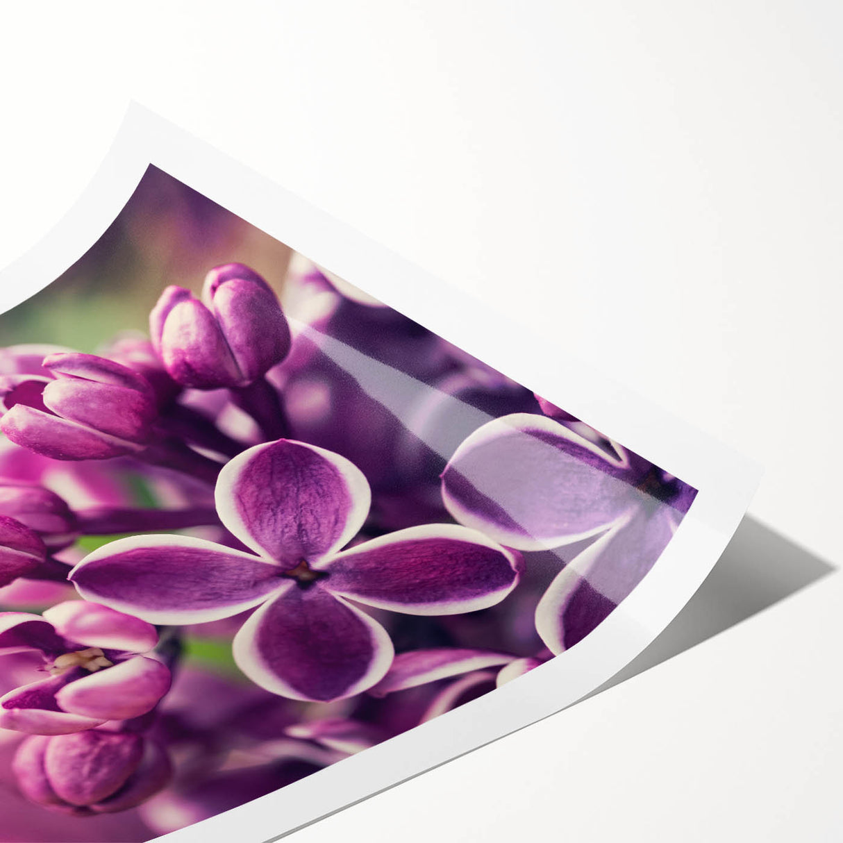 Lavender botanical wall art print showcasing delicate purple flowers and lush green leaves, designed for elegant home decor, rolled for easy display.