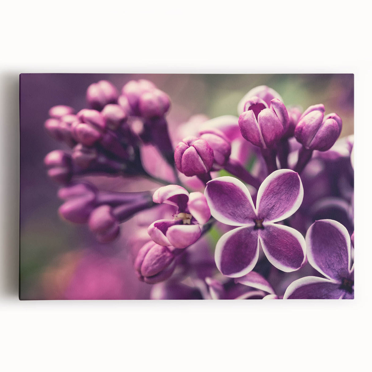 Lavender botanical wall art design on stretched canvas, showcasing vibrant purple hues and intricate floral details, ideal for home decor and relaxation spaces.
