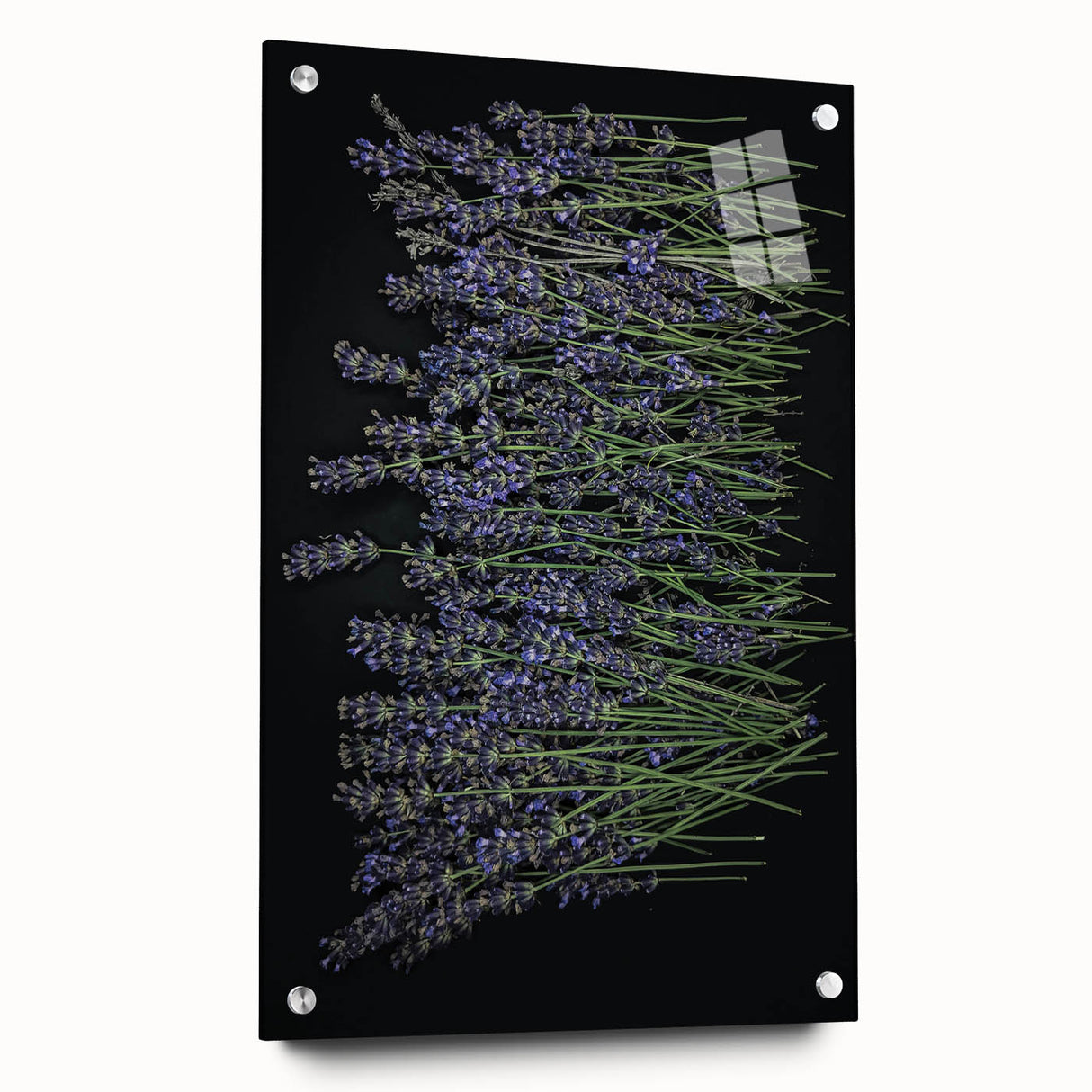 Acrylic glass wall art showcasing a botanical lavender design, highlighting delicate floral details in soft purple and green hues, elegantly displayed with pins.