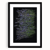 Botanical wall art featuring a lavender design, framed with a black mat and sleek frame, perfect for home decor. Ideal for adding a calming touch to any room.