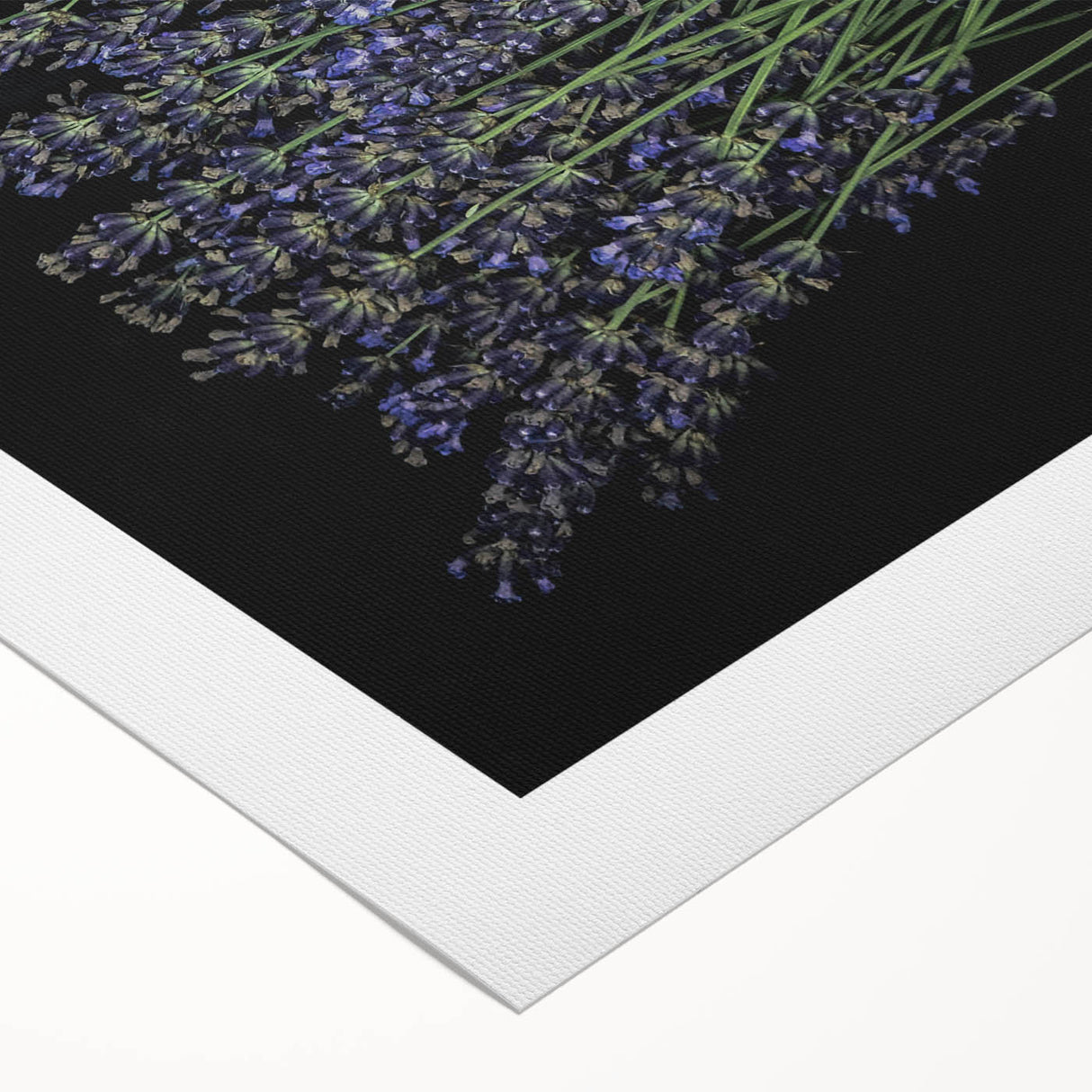 Botanical wall art featuring a vibrant lavender design on rolled canvas, showcasing intricate floral details and rich colors, perfect for home decor enhancement.