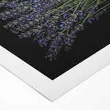 Botanical wall art featuring a vibrant lavender design on rolled canvas, showcasing intricate floral details and rich colors, perfect for home decor enhancement.