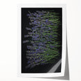Lavender-themed botanical wall art print showcasing delicate floral illustrations in soft purple hues, rolled and ready for framing, ideal for home decor.