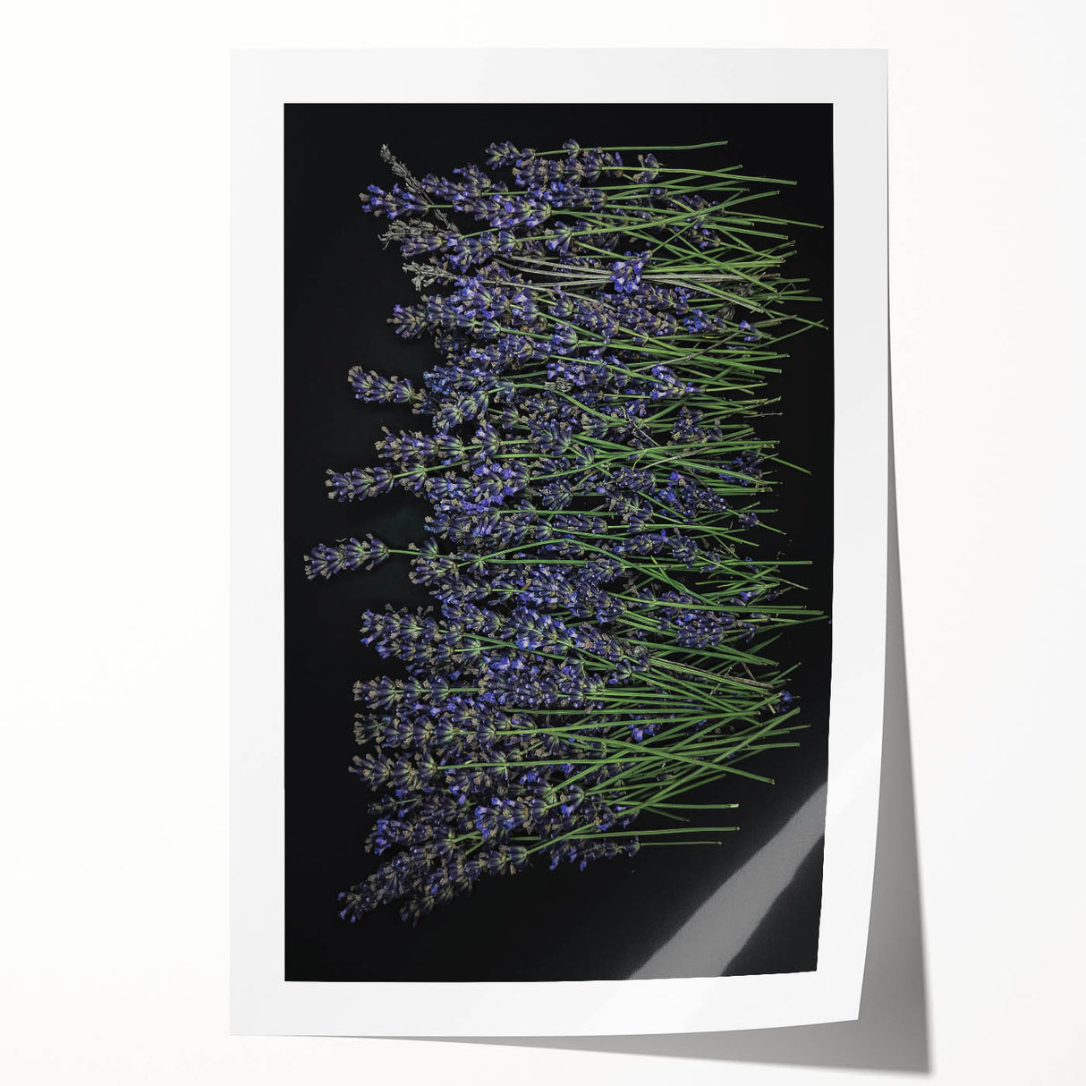 Lavender-themed botanical wall art print showcasing delicate floral illustrations in soft purple hues, rolled and ready for framing, ideal for home decor.