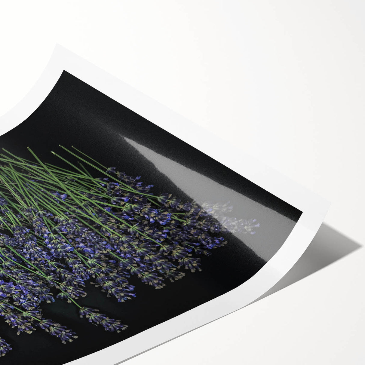 Lavender botanical wall art print showcasing delicate floral illustrations in soft purple and green hues, rolled and ready for framing to enhance home decor.