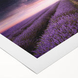 Lavender botanical wall art design on rolled canvas, showcasing delicate purple flowers against a soft background, ideal for home decor and relaxation spaces.