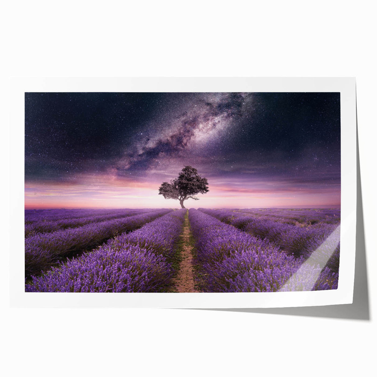 Lavender botanical wall art print featuring delicate purple flowers on a white background, rolled and ready for framing, perfect for home decor and relaxation themes.