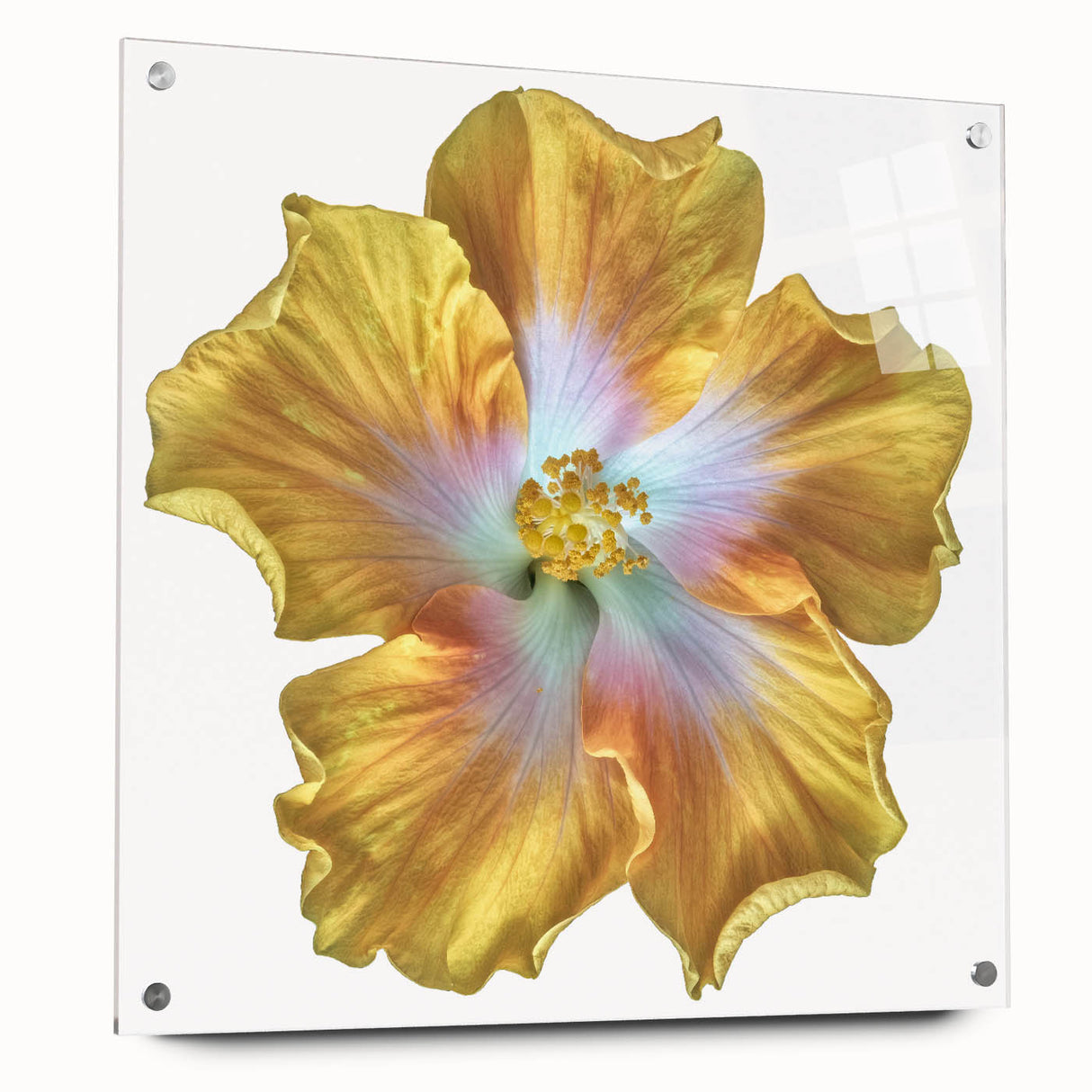 Botanical wall art showcases a stunning lily design, printed on acrylic glass. The side view highlights its vibrant colors and sleek finish, perfect for home decor.