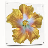 Botanical wall art showcases a stunning lily design, printed on acrylic glass. The side view highlights its vibrant colors and sleek finish, perfect for home decor.