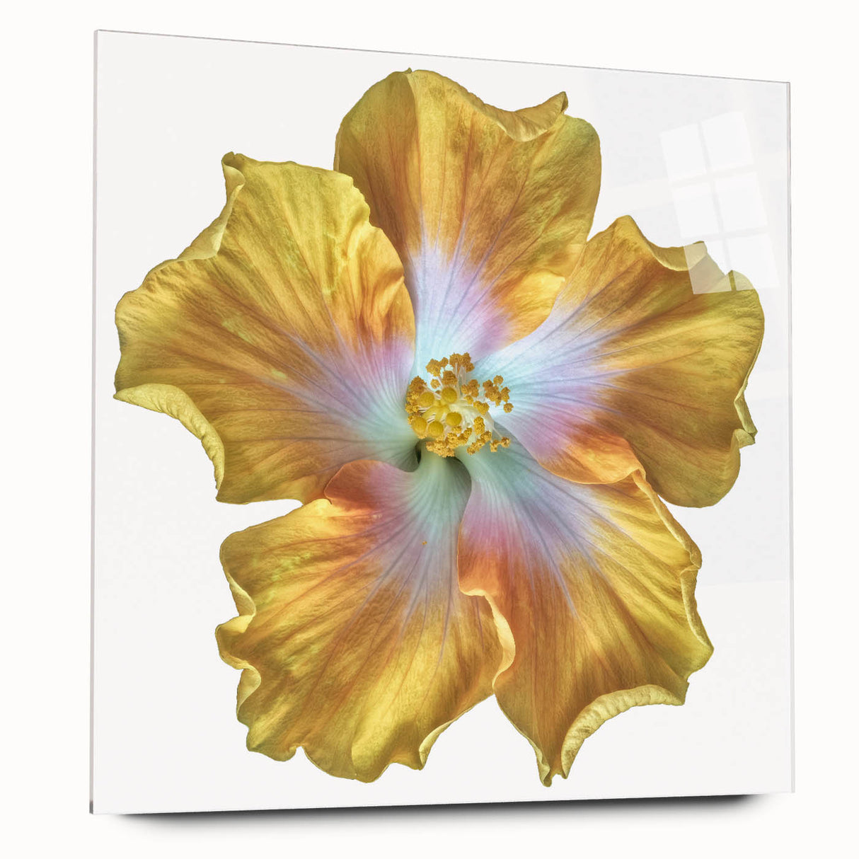 Elegant botanical wall art featuring a stunning lily design printed on acrylic glass, showcased from a side view. This decorative piece enhances any space with its vibrant colors and modern aesthetic, perfect for floral enthusiasts.