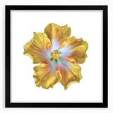 Black-framed wall art featuring a botanical lily design, showcasing delicate flower details and a matte finish, perfect for enhancing home decor aesthetics.