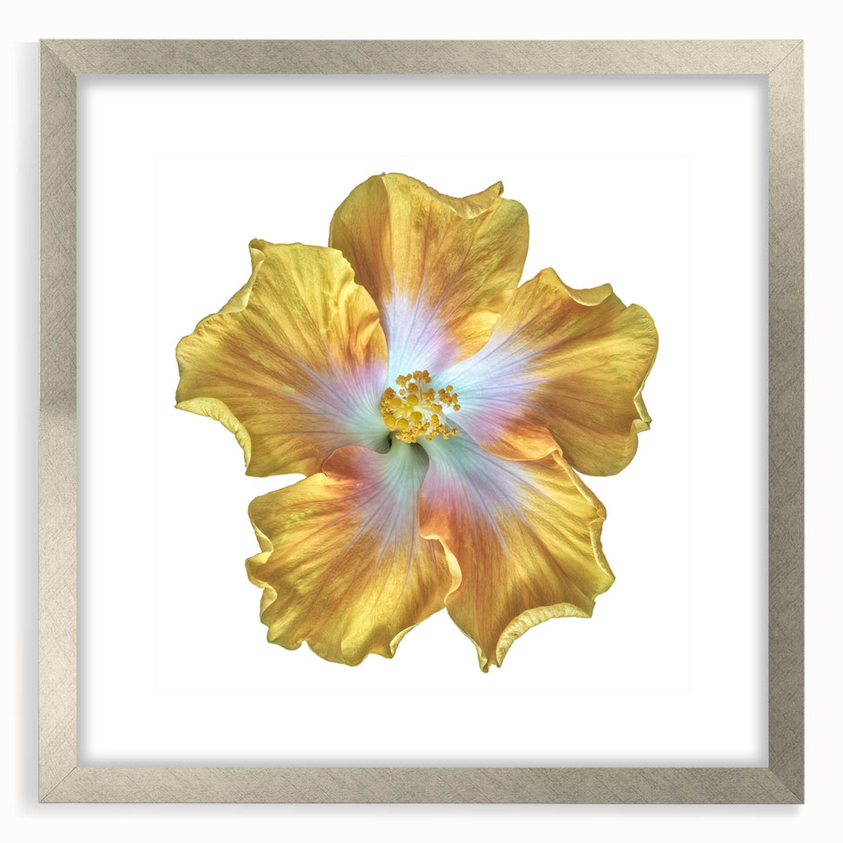 Botanical wall art collection featuring a framed silver mat design with a detailed lily illustration, perfect for home decor or gallery display.