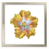 Botanical wall art collection featuring a framed silver mat design with a detailed lily illustration, perfect for home decor or gallery display.