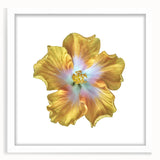 Botanical wall art featuring a delicate lily design in a white frame with a mat, showcasing vibrant colors and intricate details, ideal for home decor.