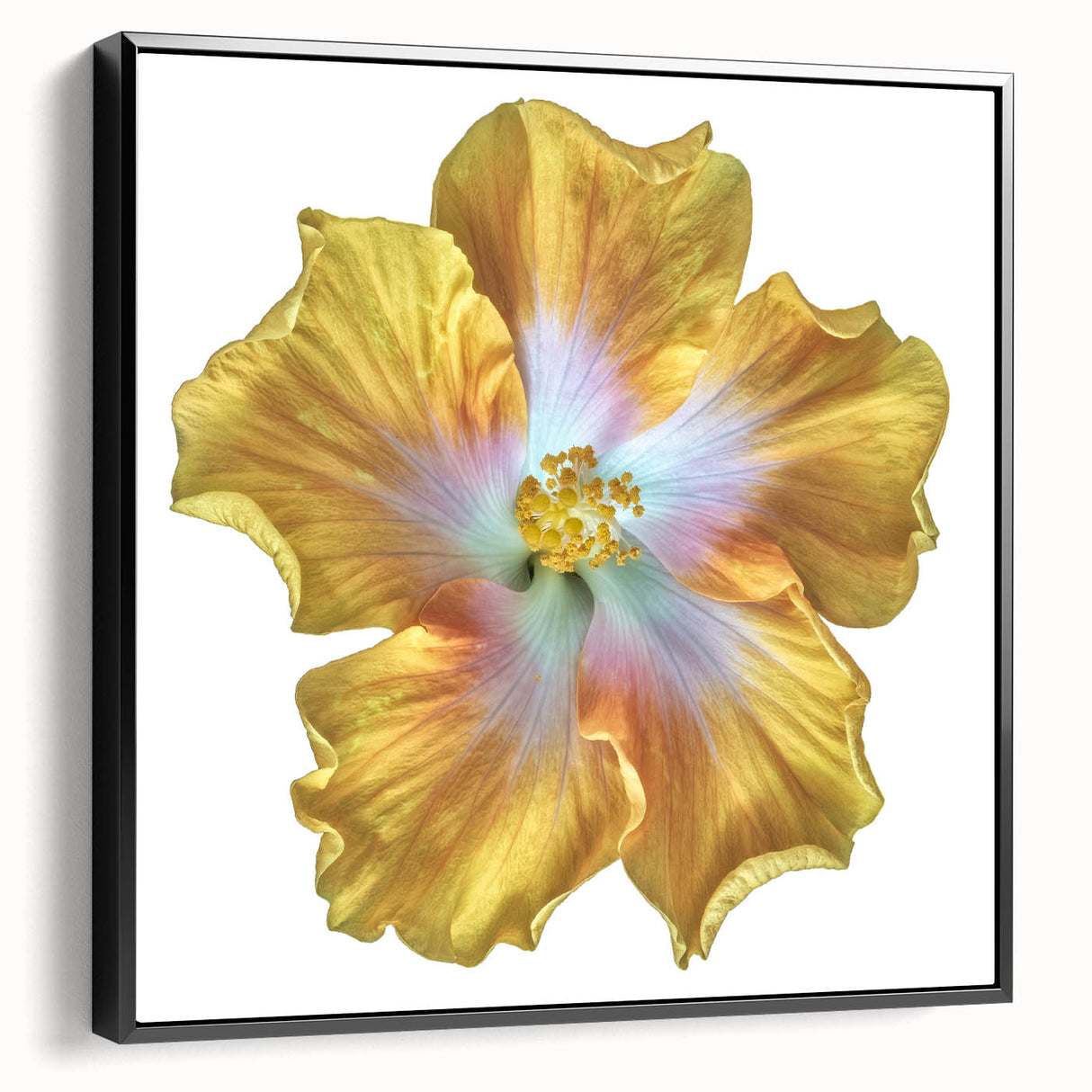 Framed botanical print of a lily design in a stylish black frame, showcasing vibrant colors and intricate details, perfect for enhancing home decor. Ideal for floral art enthusiasts.