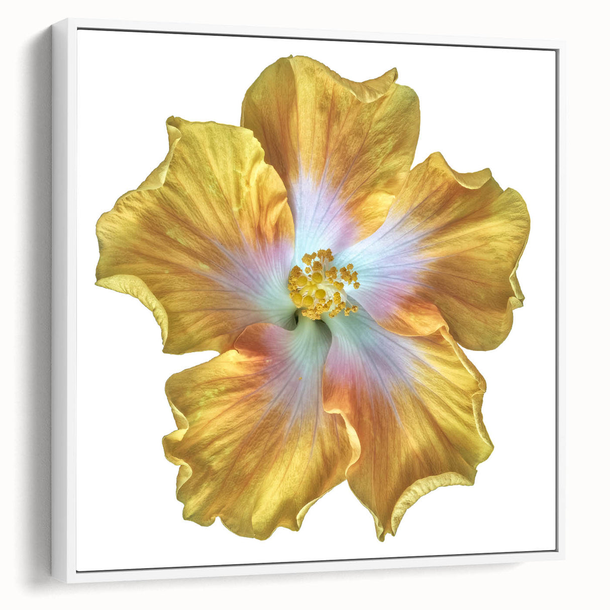 Framed canvas wall art featuring a botanical lily design, showcasing vibrant colors on a white background, ideal for home decor and floral enthusiasts.