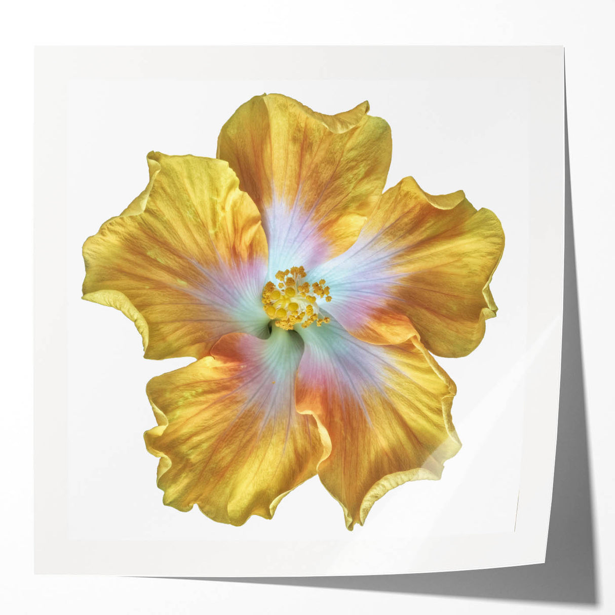 Botanical-themed wall art print featuring a vibrant lily design with intricate floral details, ideal for home decor, showcasing nature's beauty in a rolled format.