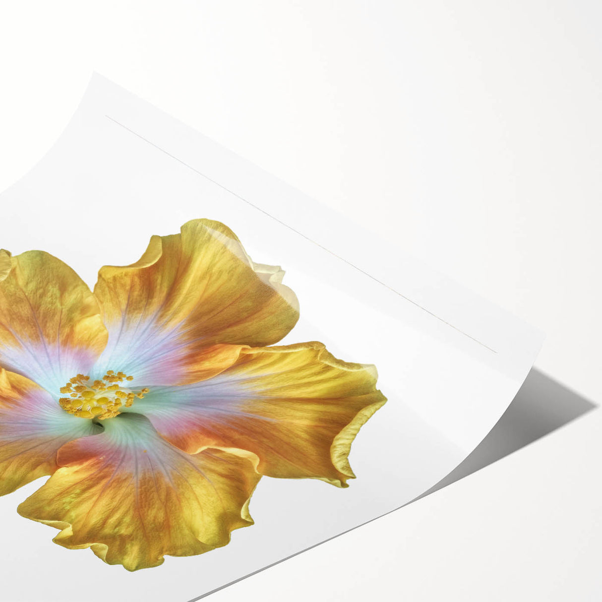 Elegant botanical wall art print featuring a detailed lily design in soft pastel colors, rolled for easy framing, ideal for enhancing home decor.