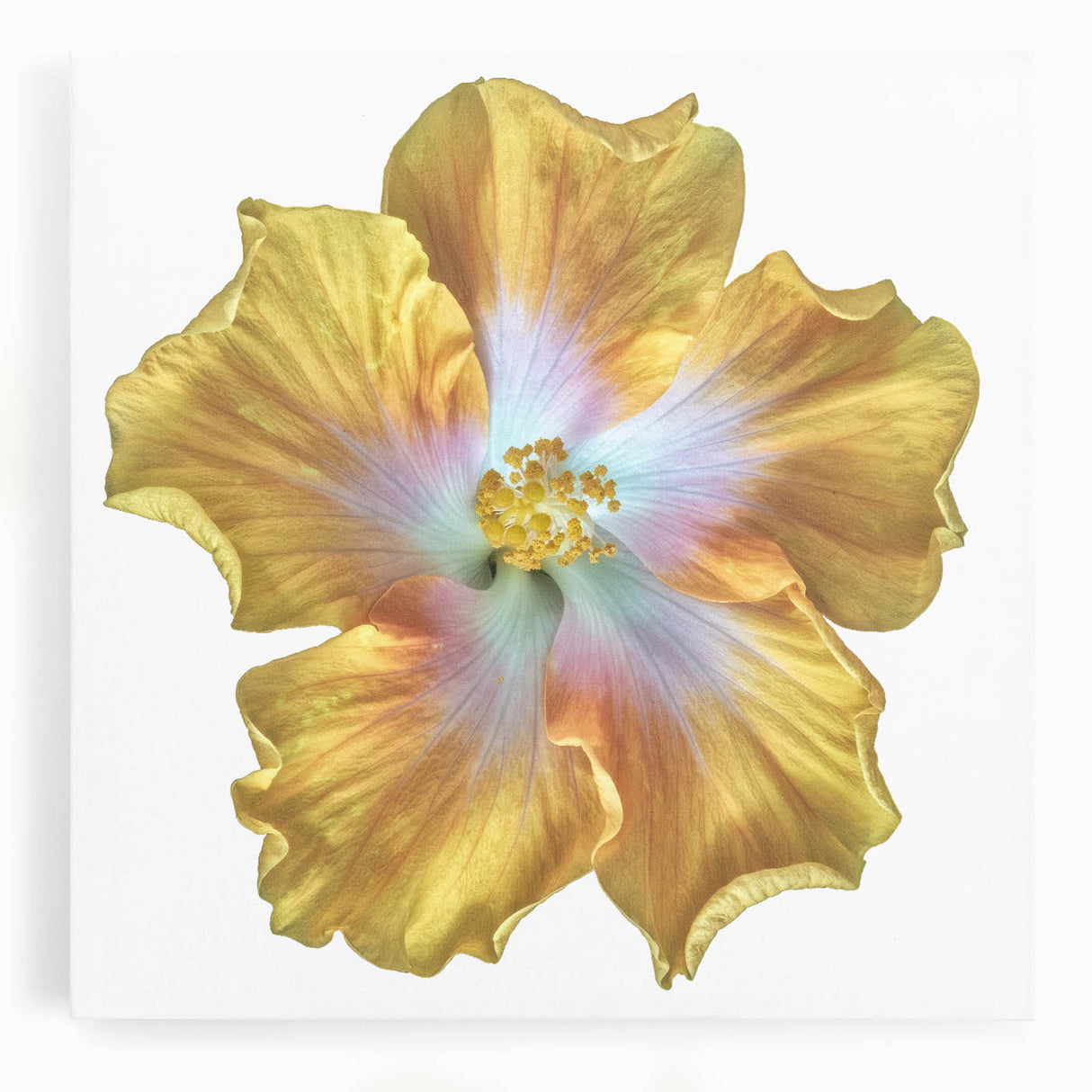 Stretched canvas wall art featuring a vibrant botanical lily design in rich colors, perfect for home decor, showcasing intricate floral details and textures.