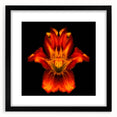 Botanical wall art featuring a striking lily design in a black frame with a mat, ideal for enhancing modern home decor. Perfect for flower lovers and art collectors.