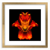Elegant botanical wall art featuring a gold-framed lily design, showcasing vibrant colors and intricate details, perfect for home decor enhancement.