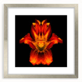 Framed botanical wall art featuring an elegant lily design in soft pastel colors, set in a sleek silver frame with a mat, perfect for home decor. Ideal for floral art enthusiasts seeking a sophisticated touch to their interior design.