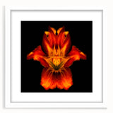 Elegant botanical wall art featuring a white-framed lily design, showcasing delicate flower details against a soft background, ideal for home decor and nature lovers.