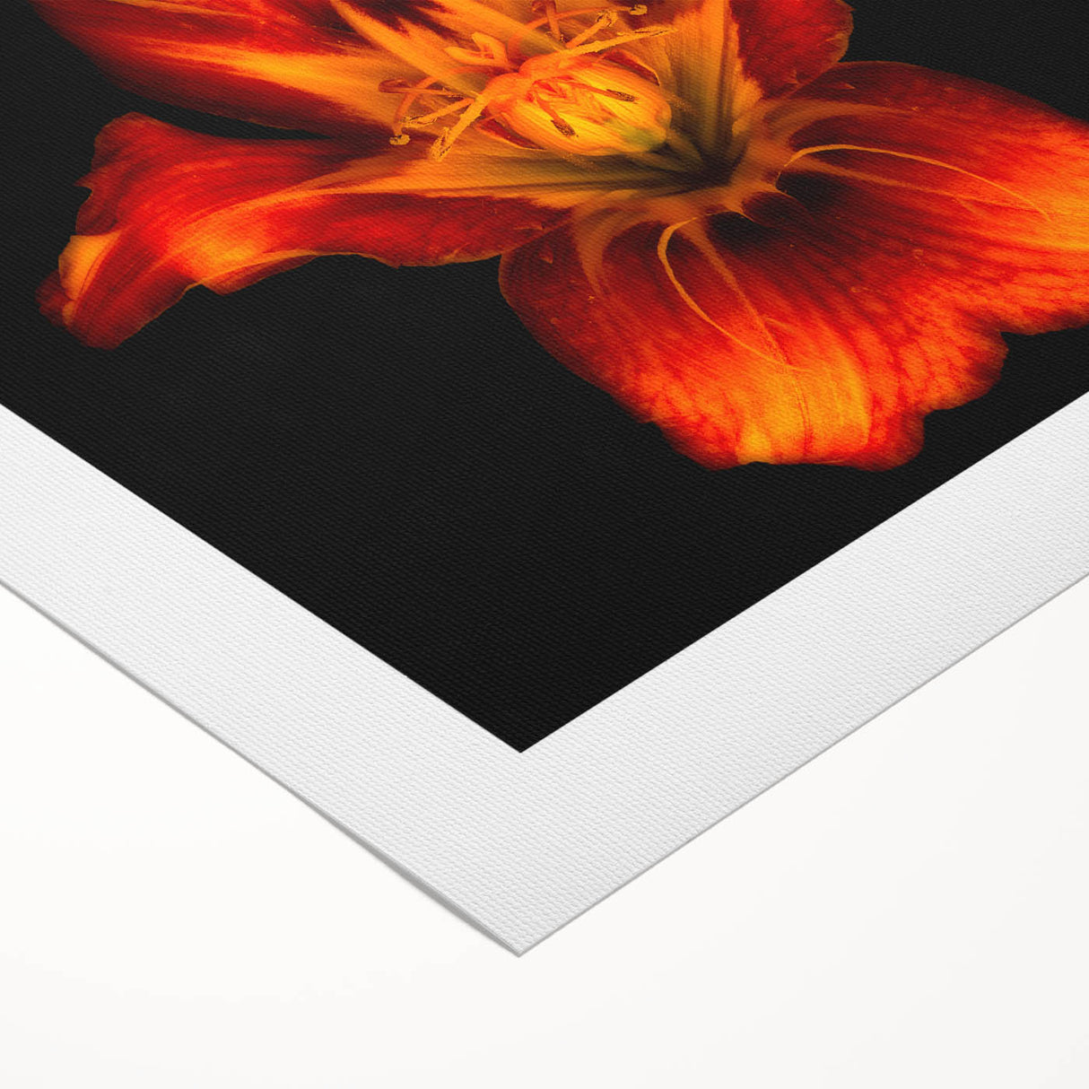Botanical wall art design showcasing a vibrant lily illustration on rolled canvas, perfect for home decor, available in a protective cardboard tube.