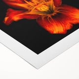 Botanical wall art design showcasing a vibrant lily illustration on rolled canvas, perfect for home decor, available in a protective cardboard tube.
