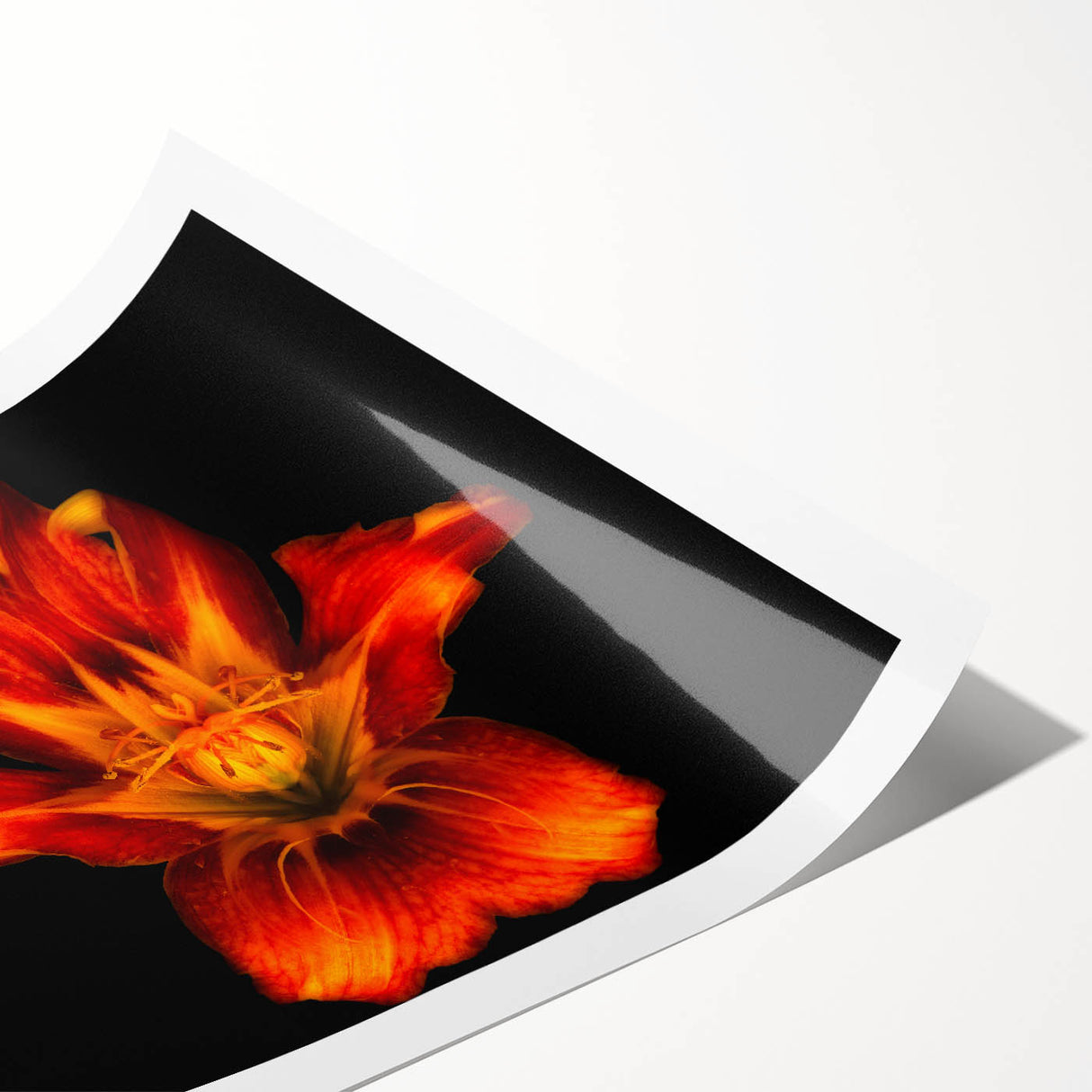 Elegant botanical lily wall art print showcasing vibrant colors and intricate floral details, perfect for home decor. Rolled and packaged for easy display.