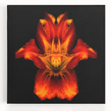 Stretched canvas wall art showcasing a vibrant botanical lily design with intricate details and rich colors, perfect for home decor and floral-themed interiors.