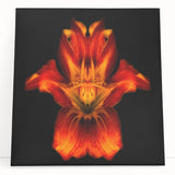 Stretched canvas wall art showcasing a vibrant botanical lily design in rich colors, perfect for home decor. Ideal for floral enthusiasts seeking unique accents.