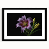 Botanical wall art featuring a beautifully designed lily in a black frame with a mat, ideal for home decor or gallery display, enhancing any interior space.