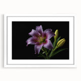 Botanical wall art featuring a sophisticated lily design, framed with a white mat, showcasing delicate floral details ideal for home decor and aesthetics.