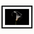 Botanical wall art collection featuring elegant lily designs in a black frame with a mat, showcasing intricate floral details and modern aesthetics for home decor.