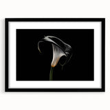 Botanical wall art collection featuring elegant lily designs in a black frame with a mat, showcasing intricate floral details and modern aesthetics for home decor.