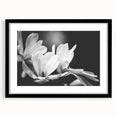 Elegant botanical wall art featuring a magnolia design in a black frame with mat, showcasing intricate floral details ideal for home decor. Perfect for nature lovers.