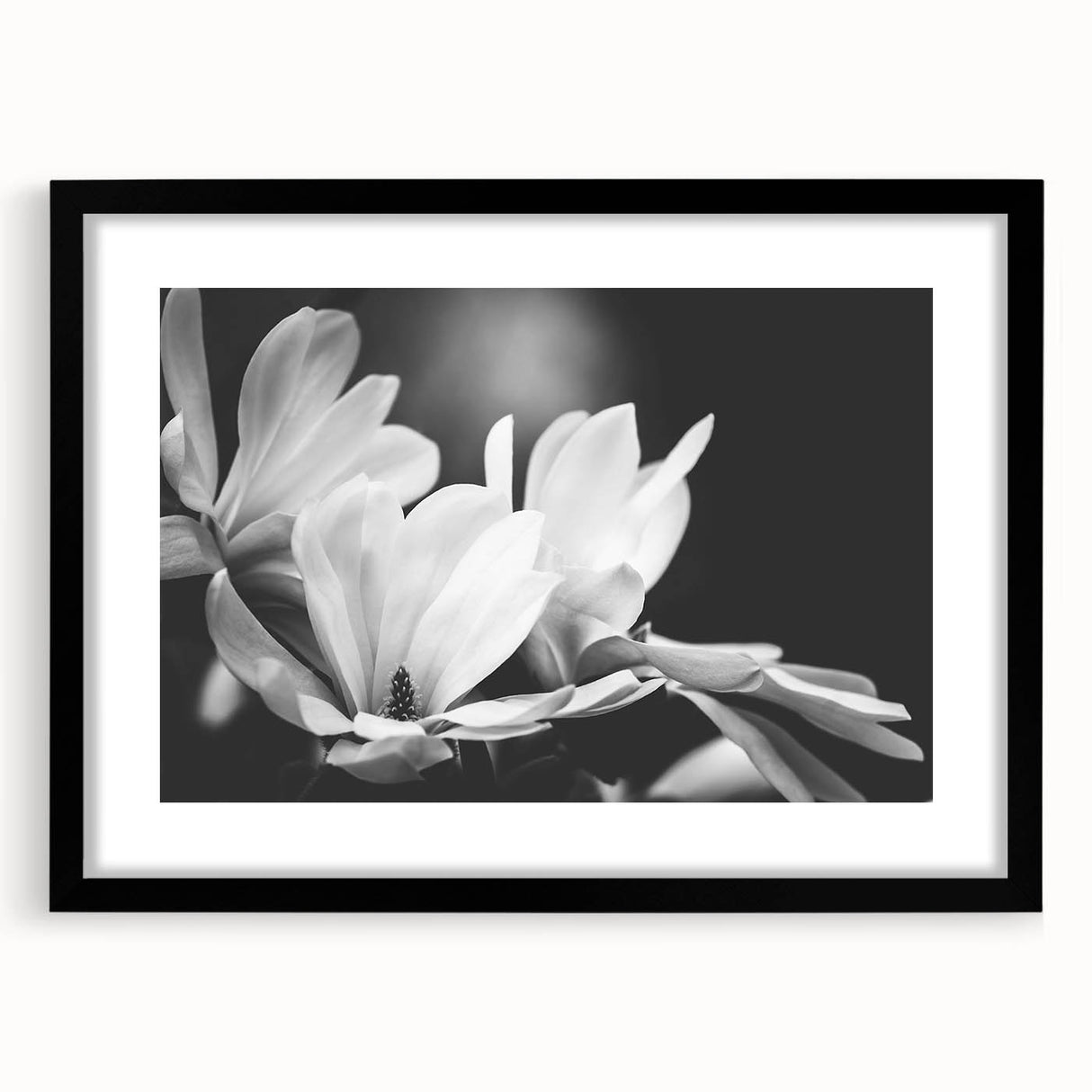 Elegant botanical wall art featuring a magnolia design in a black frame with mat, showcasing intricate floral details ideal for home decor. Perfect for nature lovers.