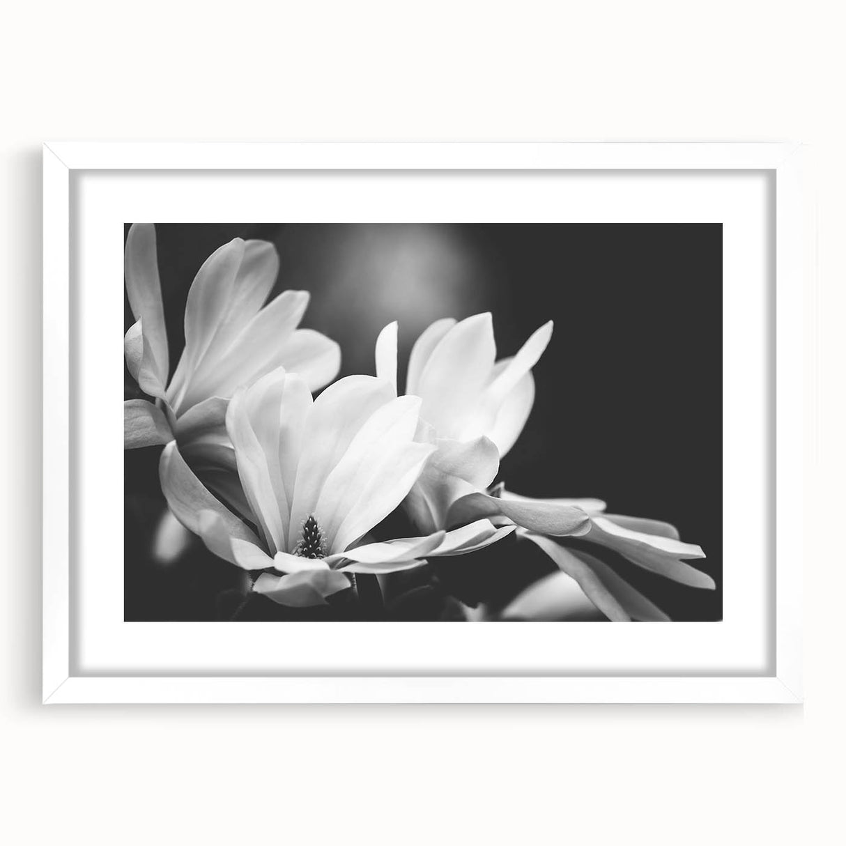 Botanical wall art featuring a magnolia design, framed in white with a mat, showcasing intricate floral details perfect for home decor and nature enthusiasts.