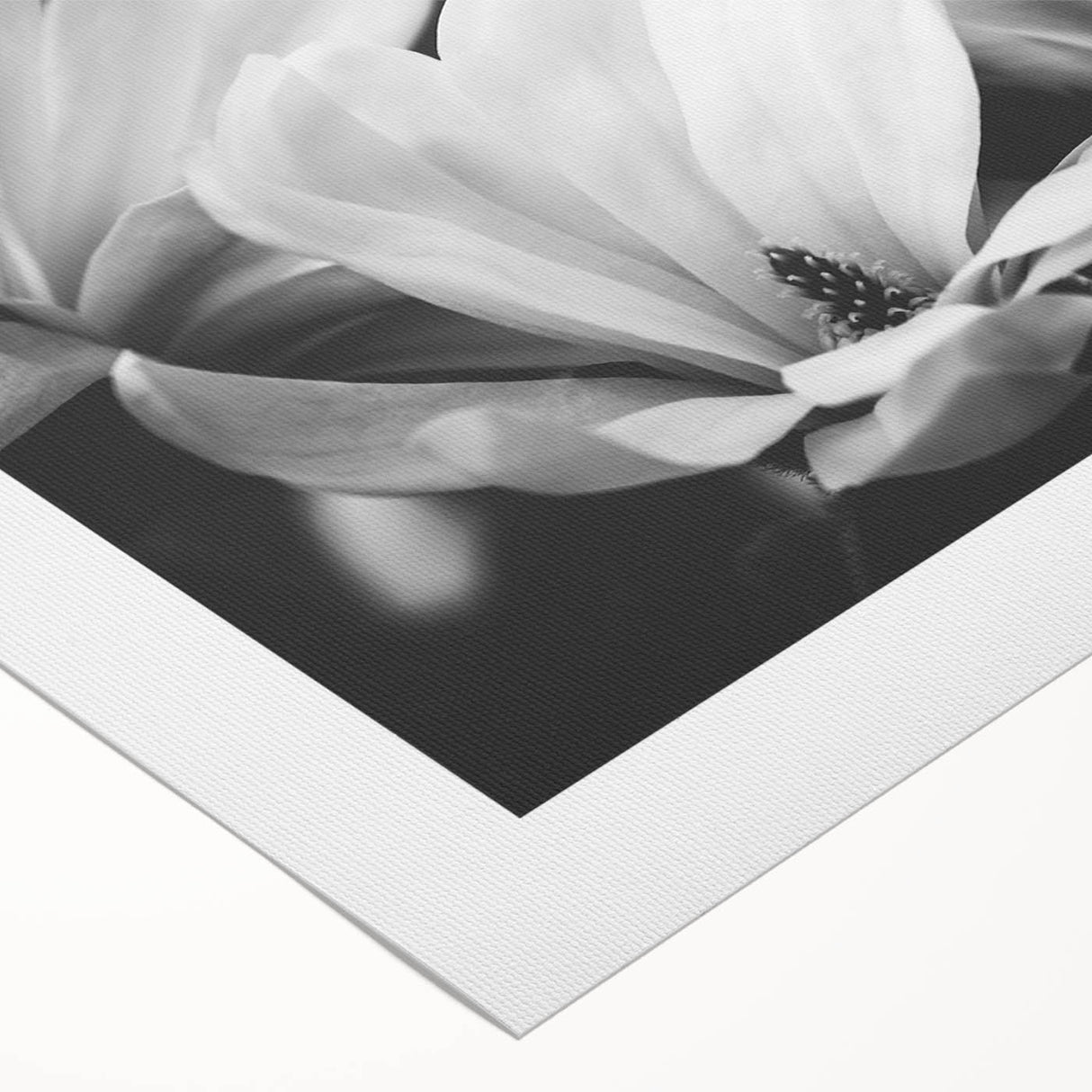 Elegant botanical wall art featuring a magnolia design on a rolled canvas, showcasing soft pink and white flowers against a muted green background, perfect for home decor.